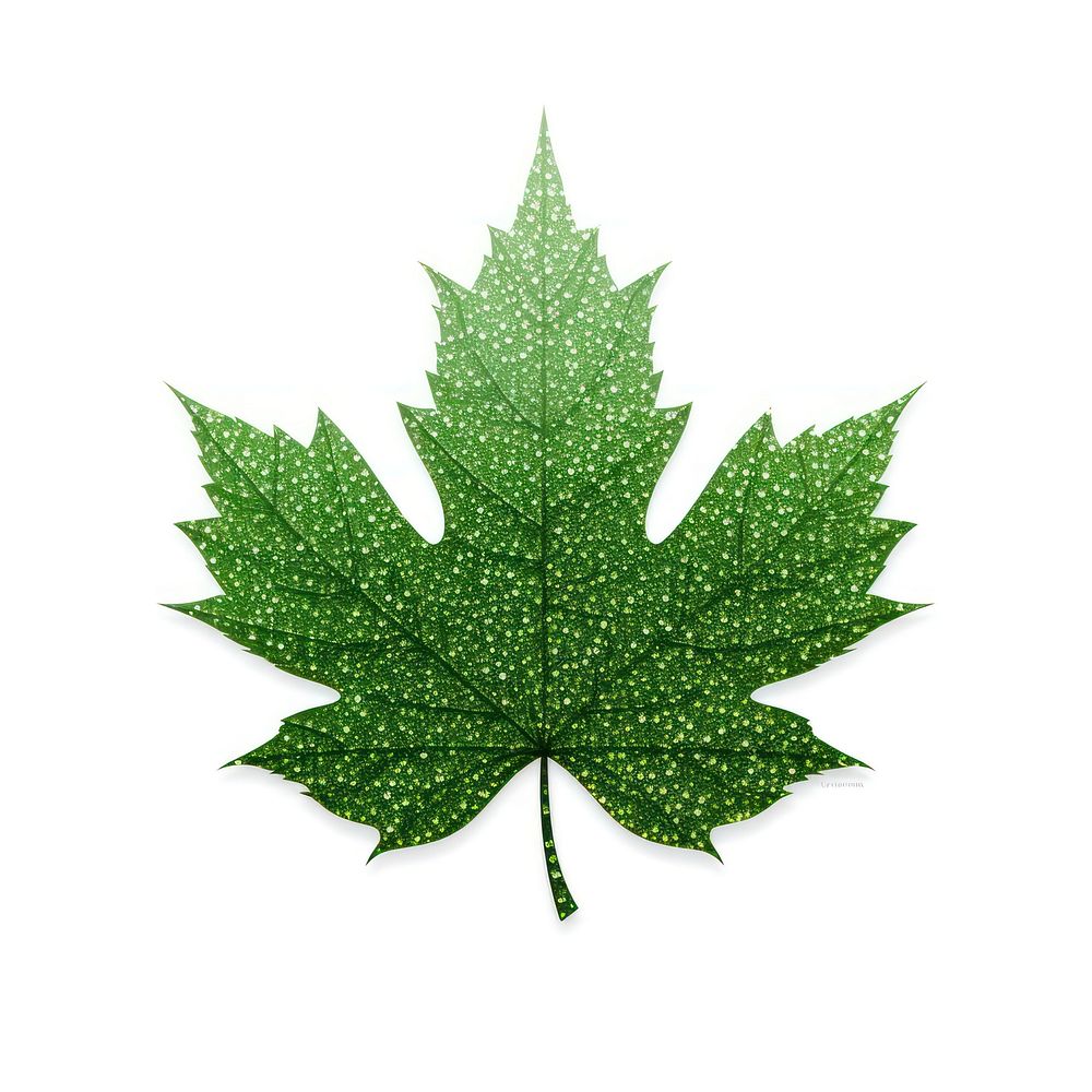 Green Maple leaf icon maple plant tree.