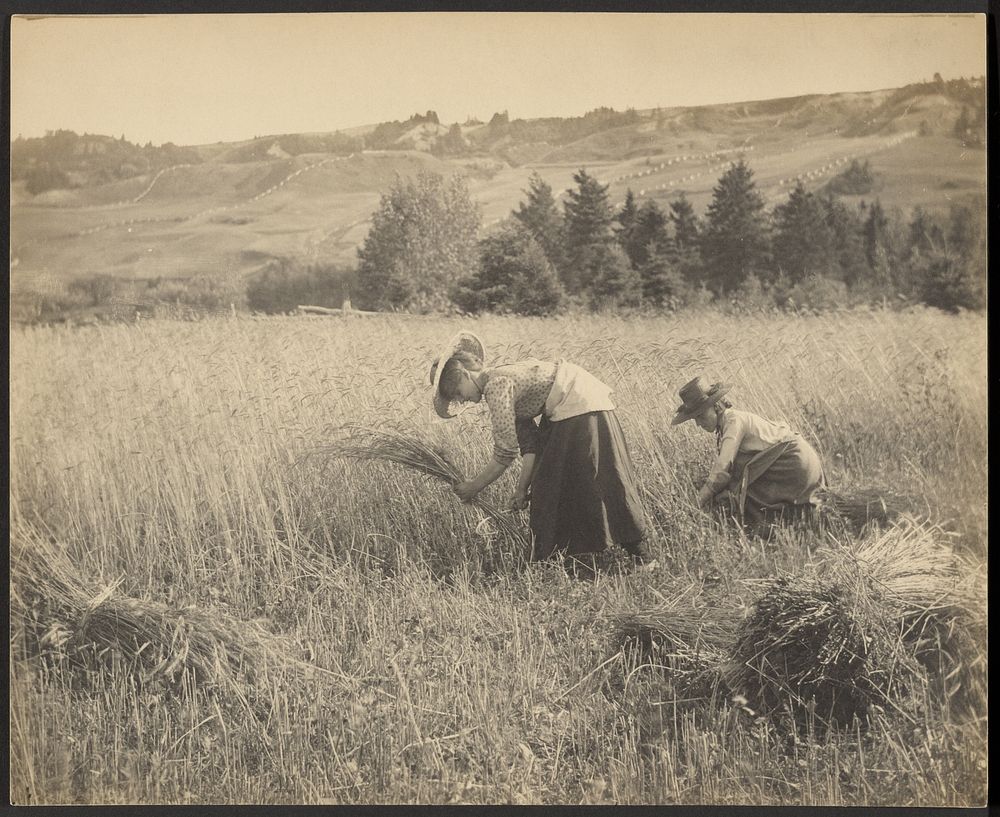 Harvest Time by Rudolf Eickemeyer Jr