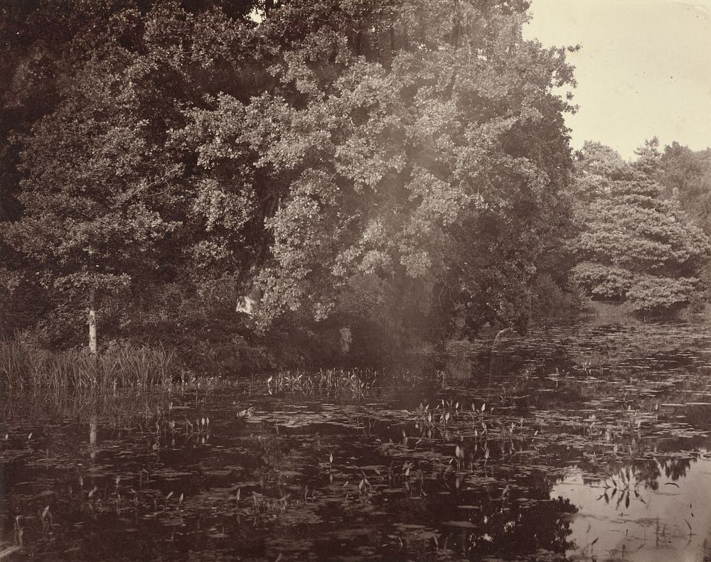 Pond in park, Surrey by Henry White