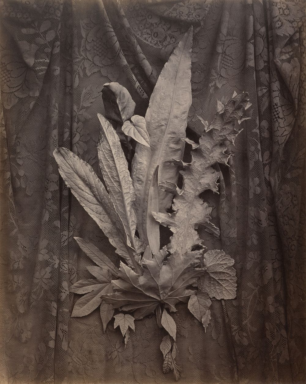 An Arrangement of Tobacco Leaves and Grass by Charles Aubry