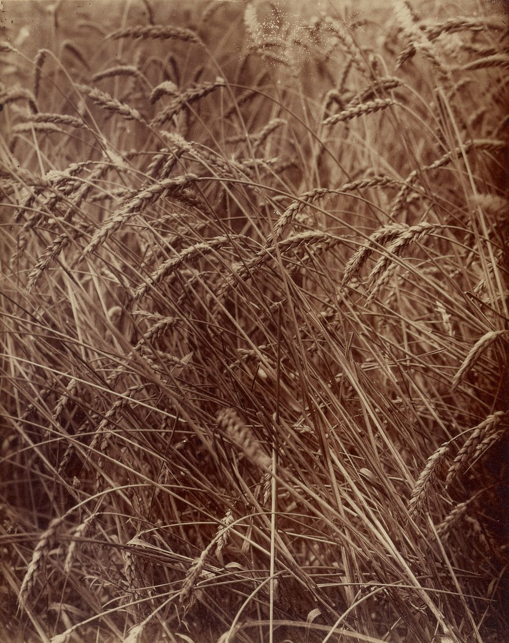 Wheat by Eugène Atget