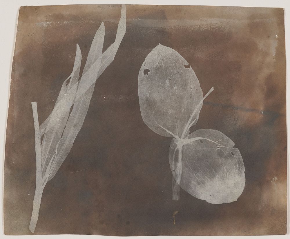 Leaves of Orchidea by William Henry Fox Talbot