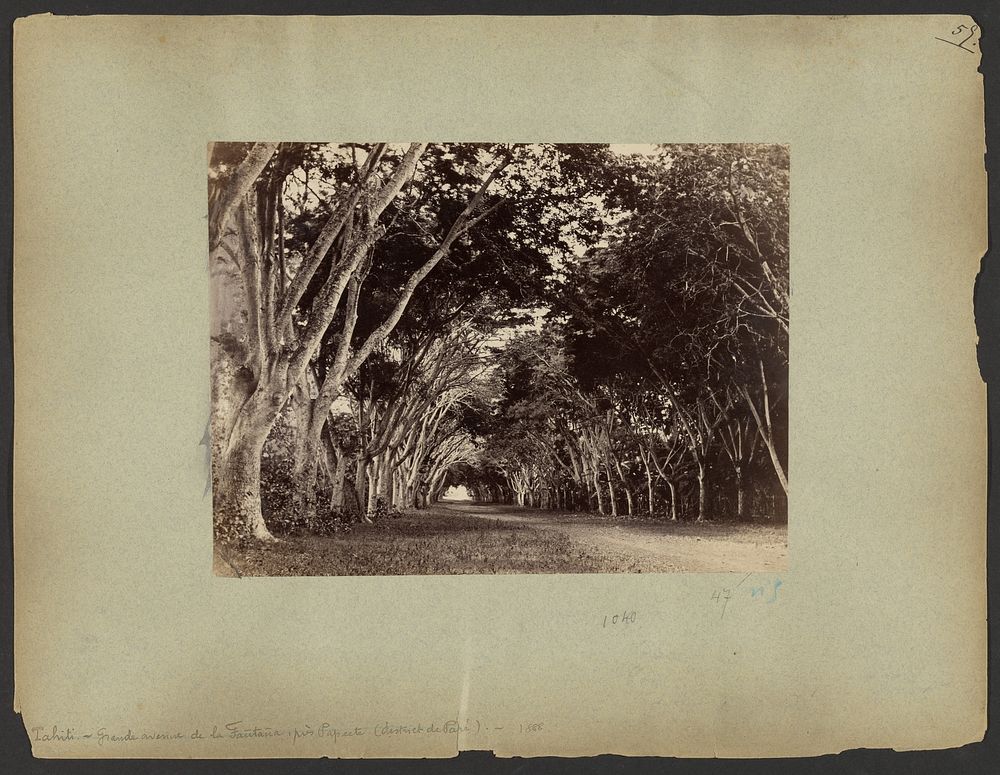Grande avenue de la Fantana, pres Papeete (district de Parc) by Charles Gustave Spitz