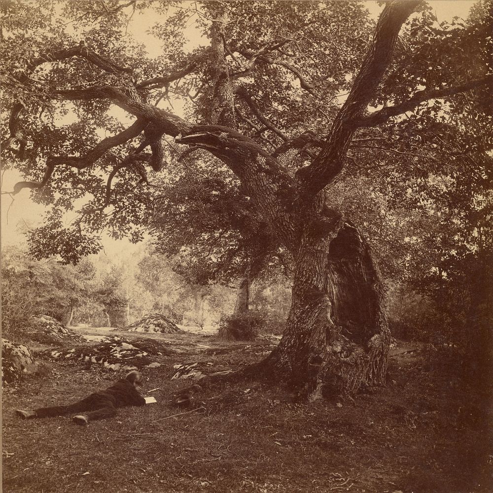 Forêt de Fontainebleau by William Drooke Harrison