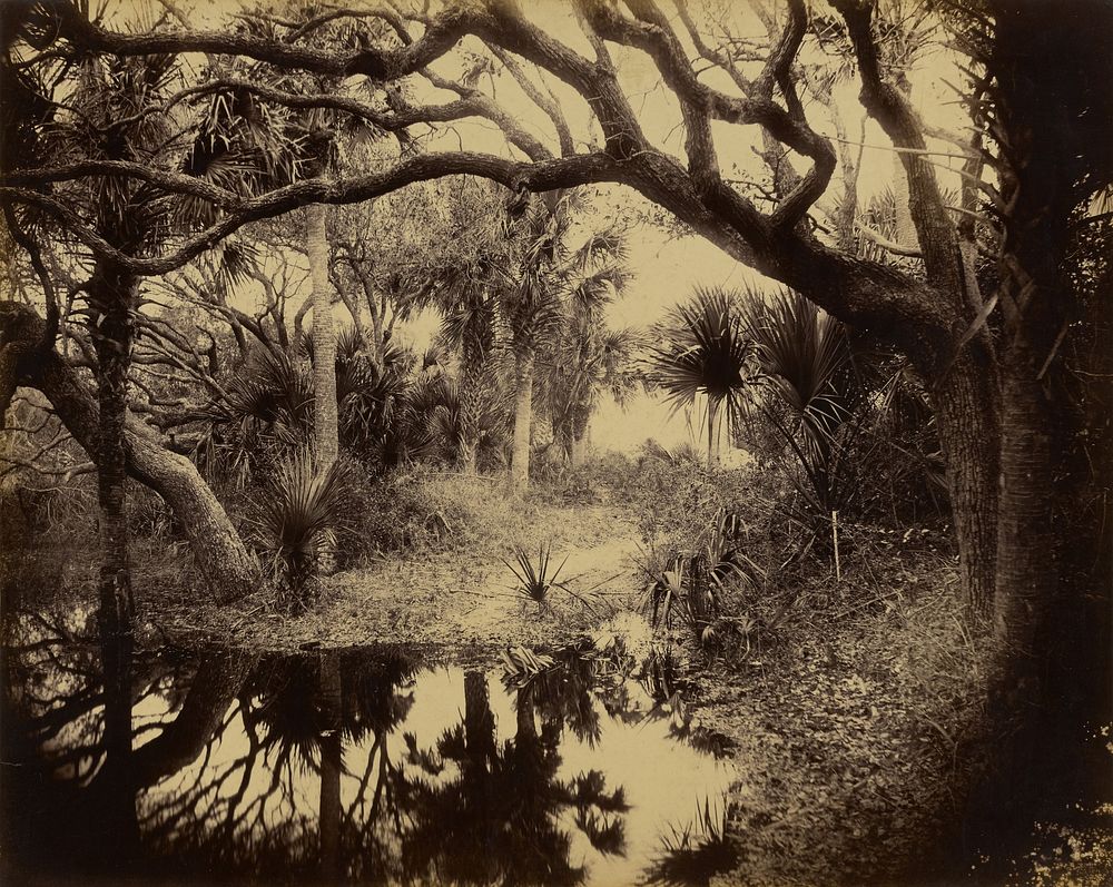 Live Oaks and Palmetto, Everglades, Florida by George Barker