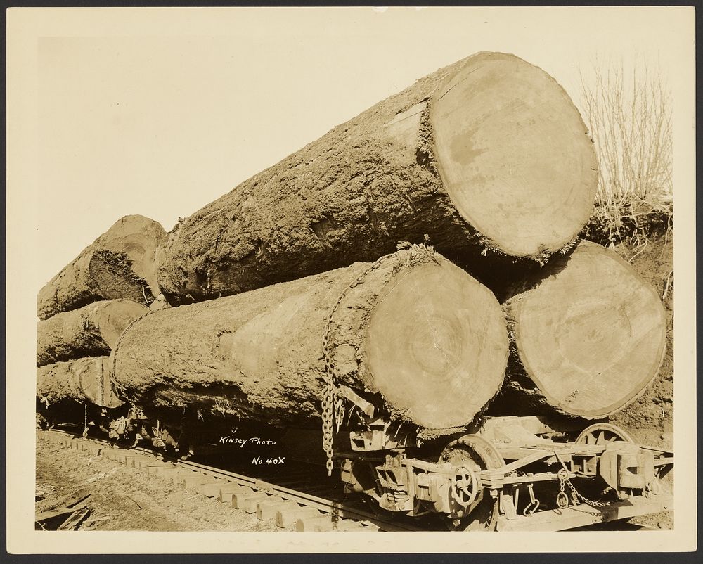  Logging/ Timber Scene by Darius Kinsey
