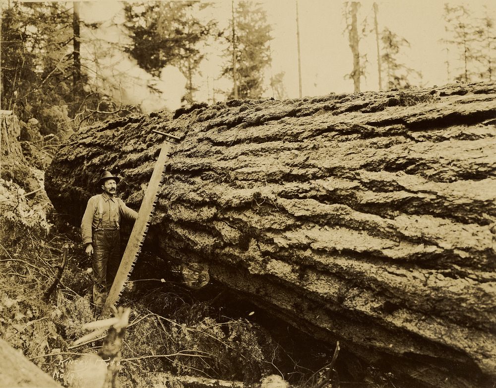Logger, crosscut saw and felled tree by Darius Kinsey
