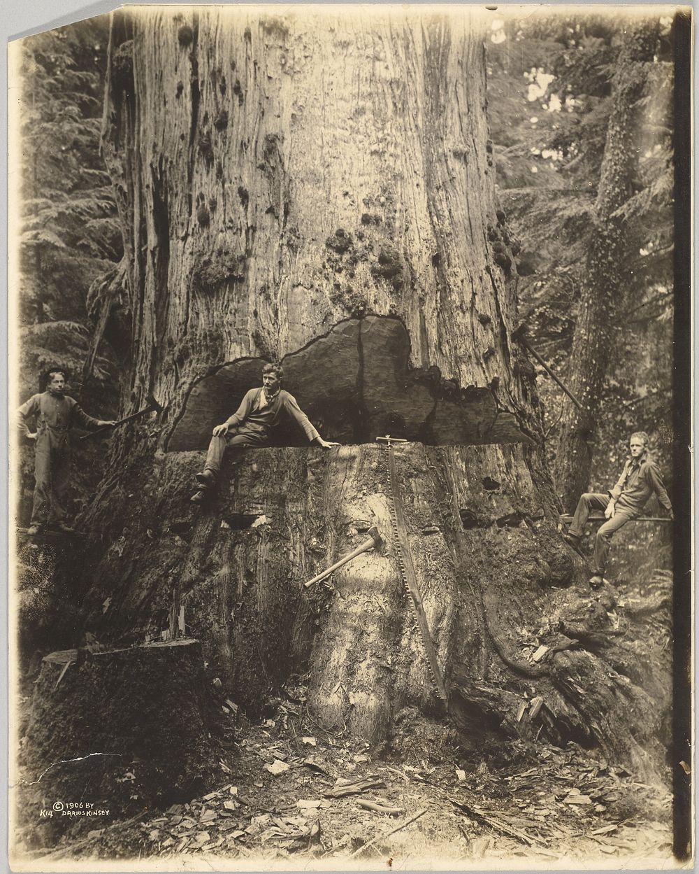 Felling Cedar Tree Thirty Miles East of Seattle, 76 feet in Circumference, 18 in From Ground by Darius Kinsey