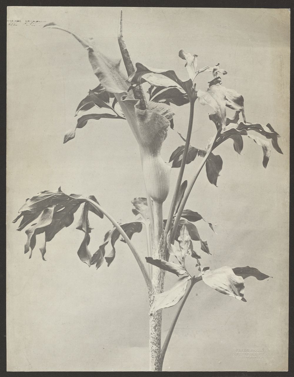 Plant Study by Frederick H Hollyer