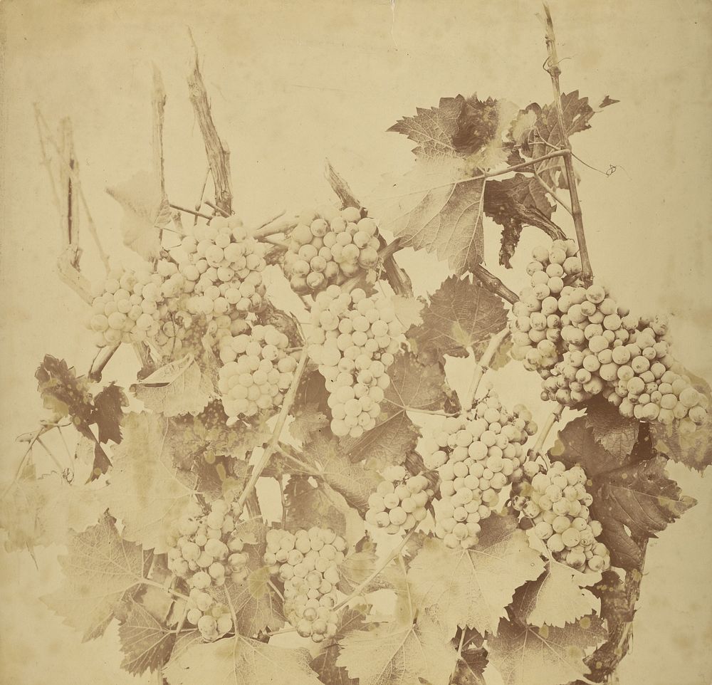 Grapes by Adolphe Braun