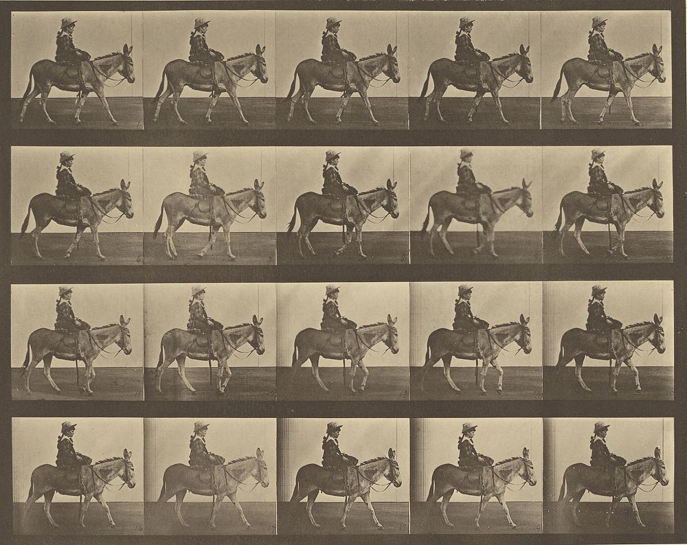 Animal Locomotion by Eadweard J Muybridge