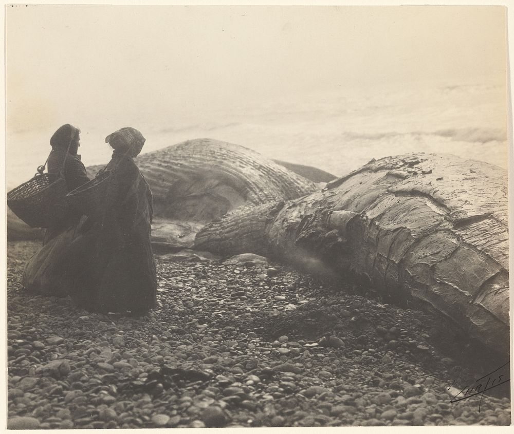 Partially Butchered Whale - Makah] [The Captured Whale by Edward S Curtis