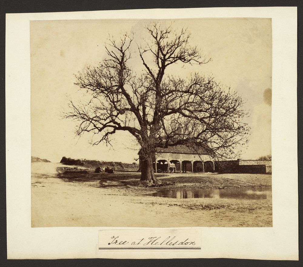 Tree at Hellesdon by John Blowers