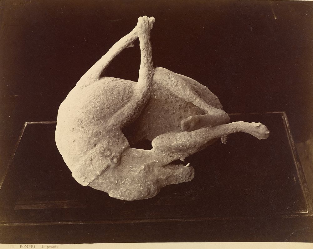 Cast of a Dog Killed by the Eruption of Mount Vesuvius, Pompeii by Giorgio Sommer
