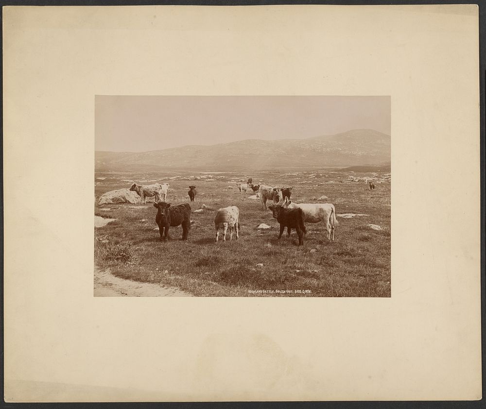 Highland Cattle, South Uist by George Washington Wilson