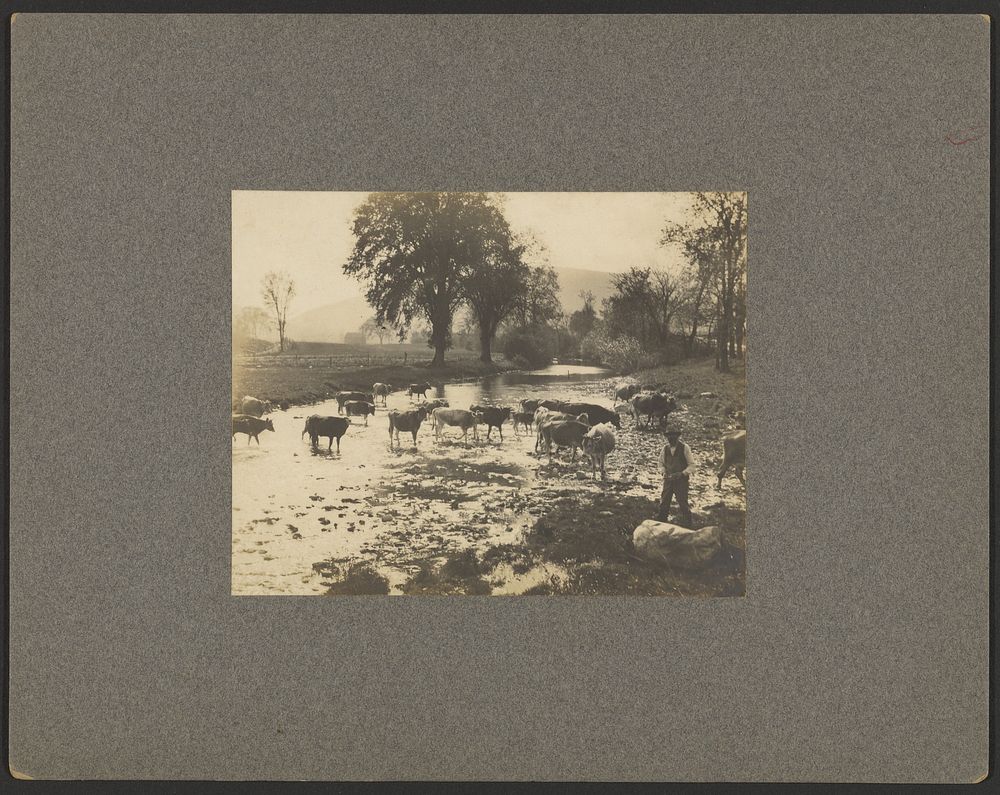 Man with cows in a stream