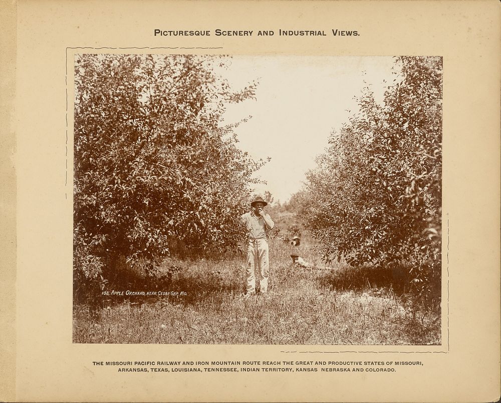 Apple Orchard, near Cedar Gap, Missouri by H C Townsend