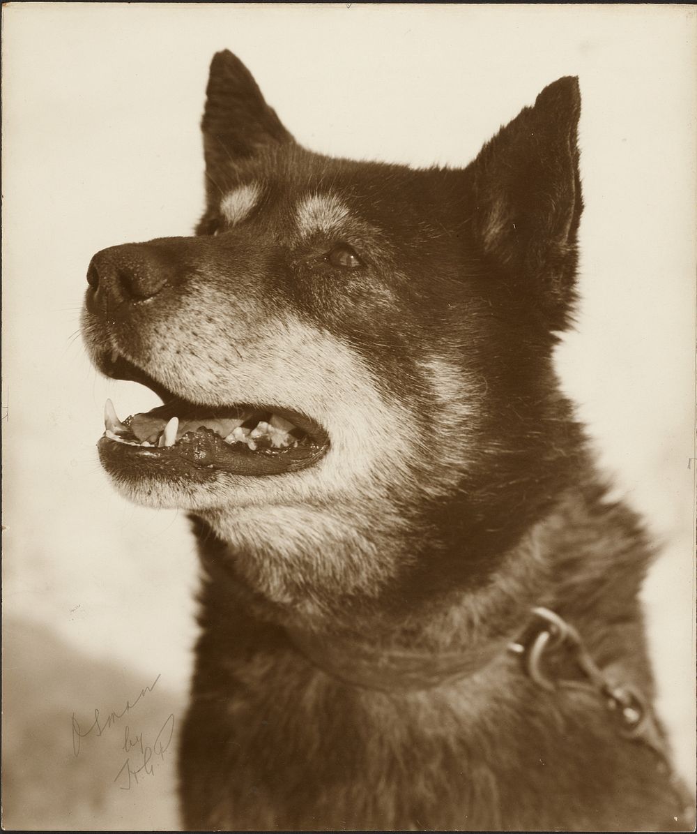 Portrait of Osman, a sled dog by Herbert G Ponting