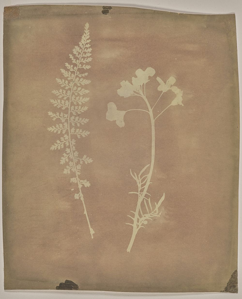 Asplenium Halleri, Grande Chartreuse 1821 - Cardamine Pratensis. by William Henry Fox Talbot