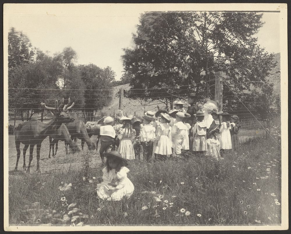 School Children Looking at Elk by Frances Benjamin Johnston