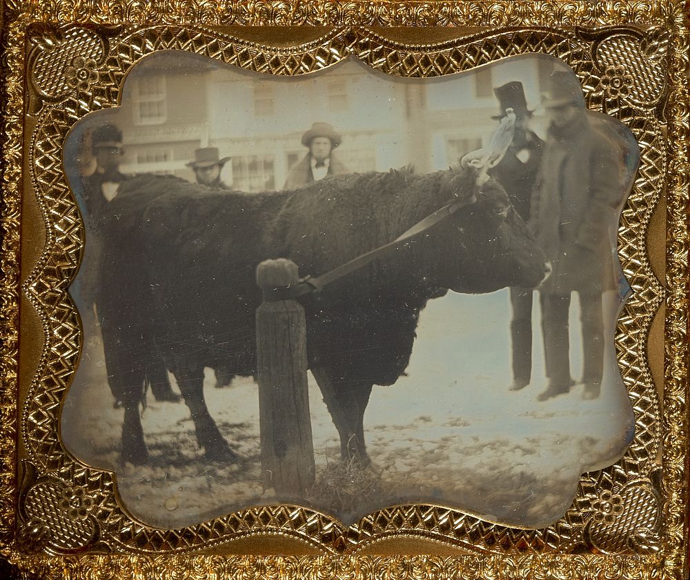 Four Men Posed with a Bull