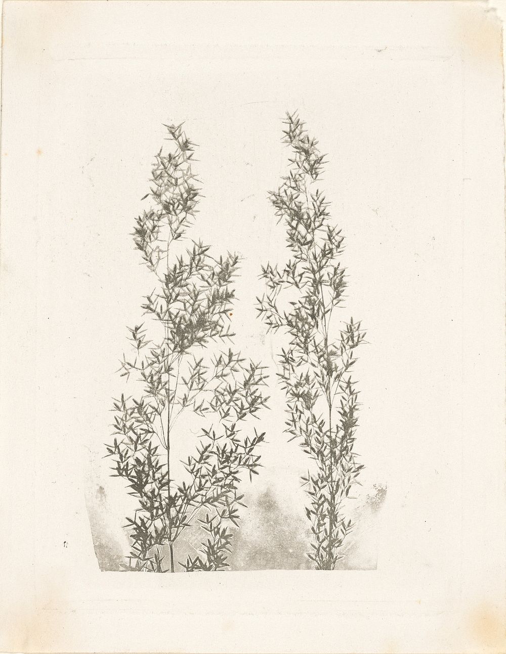 Two Leafy Stalks of Bamboo by William Henry Fox Talbot