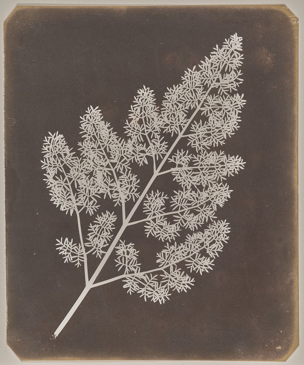 A Stem of Delicate Leaves of an Umbrellifer by William Henry Fox Talbot