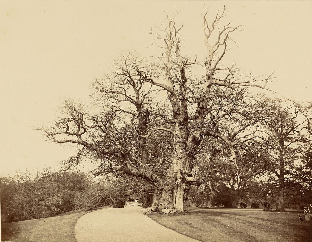 Study of Tree and Driveway by Roger Fenton