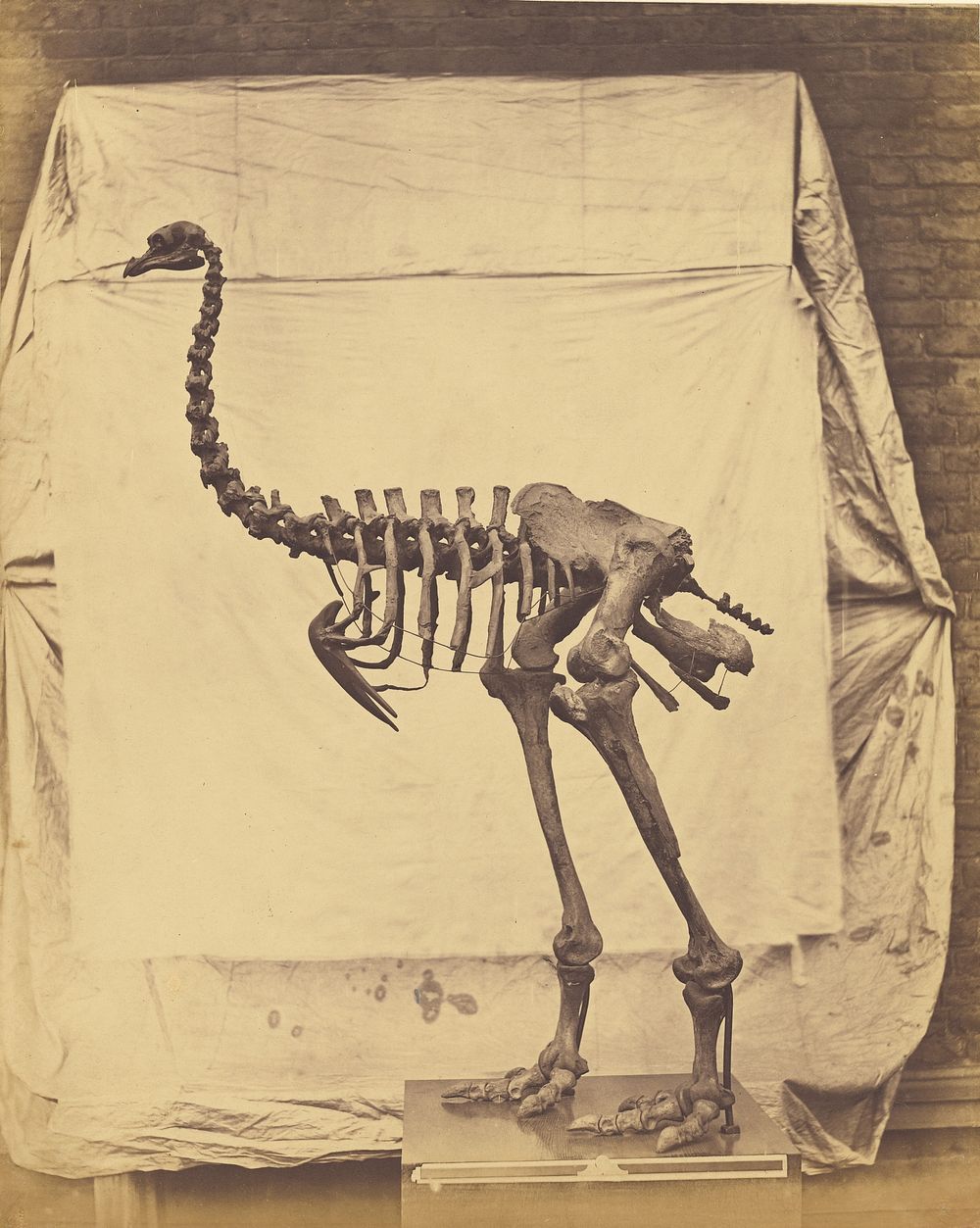 Dinornis Elephantopus by Roger Fenton