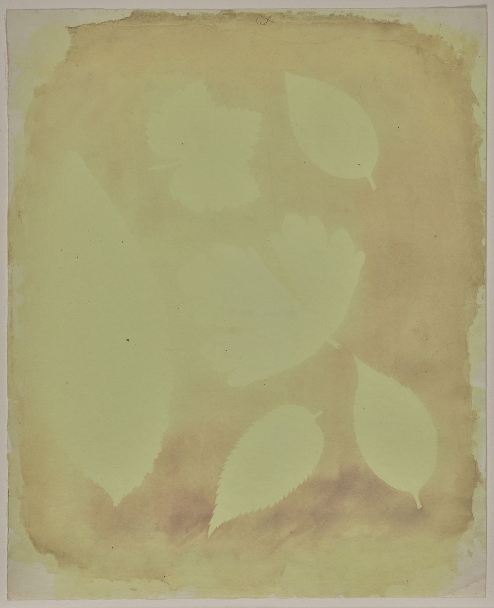 Arrangement of Six Leaves (Sunlight Test of Fixing) by William Henry Fox Talbot