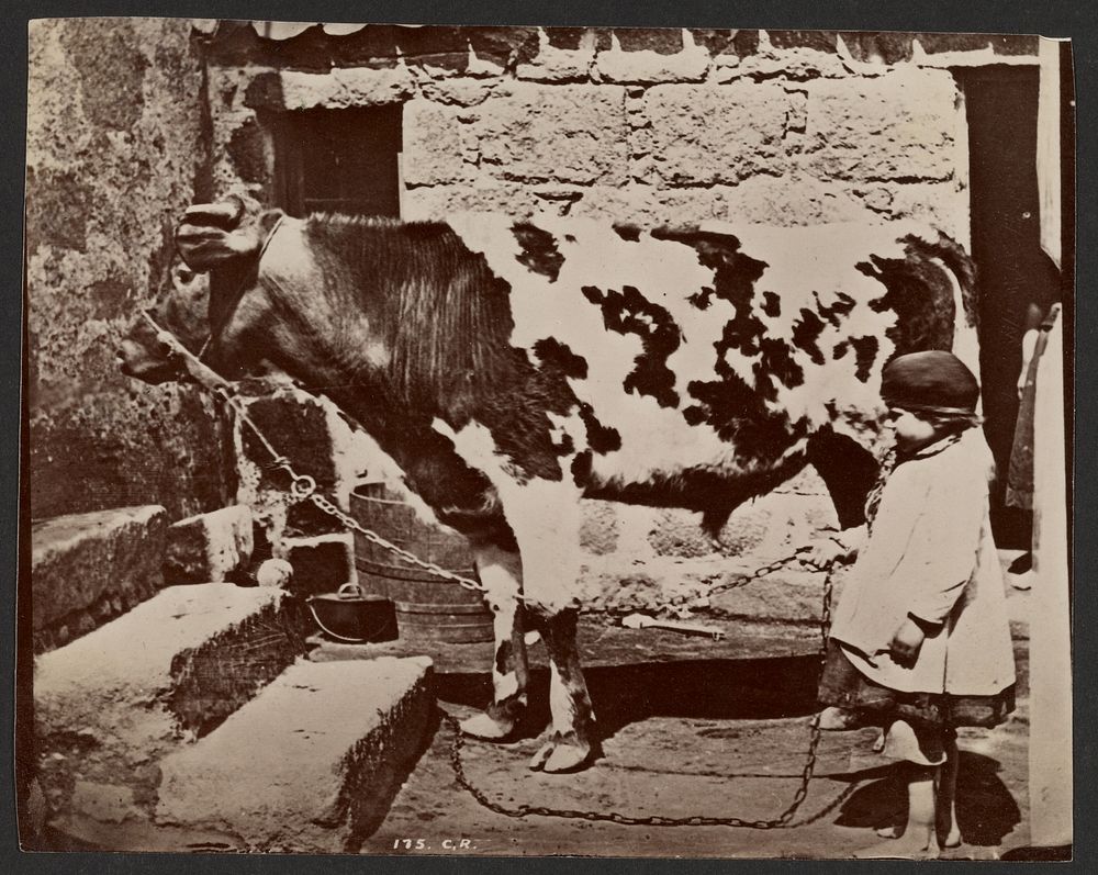Child and cow by Charles Reid