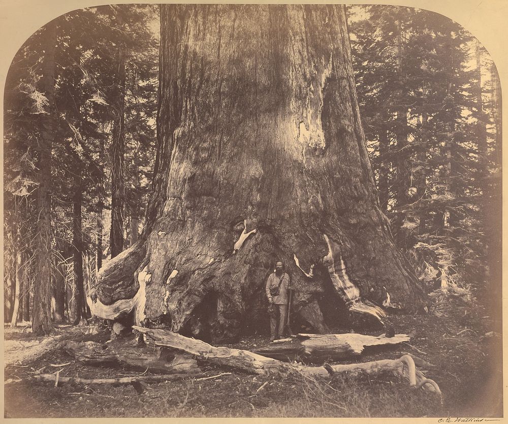 Section Grizzly Giant, Mariposa Grove by Carleton Watkins