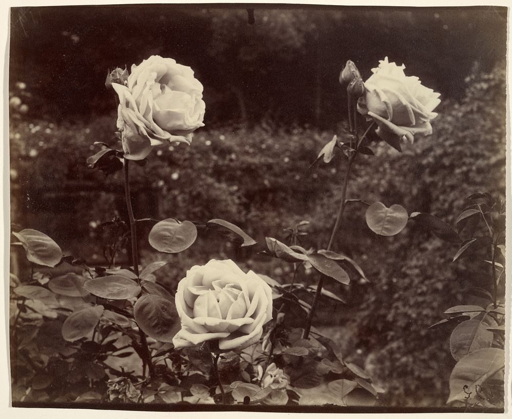 Roses by Eugène Atget