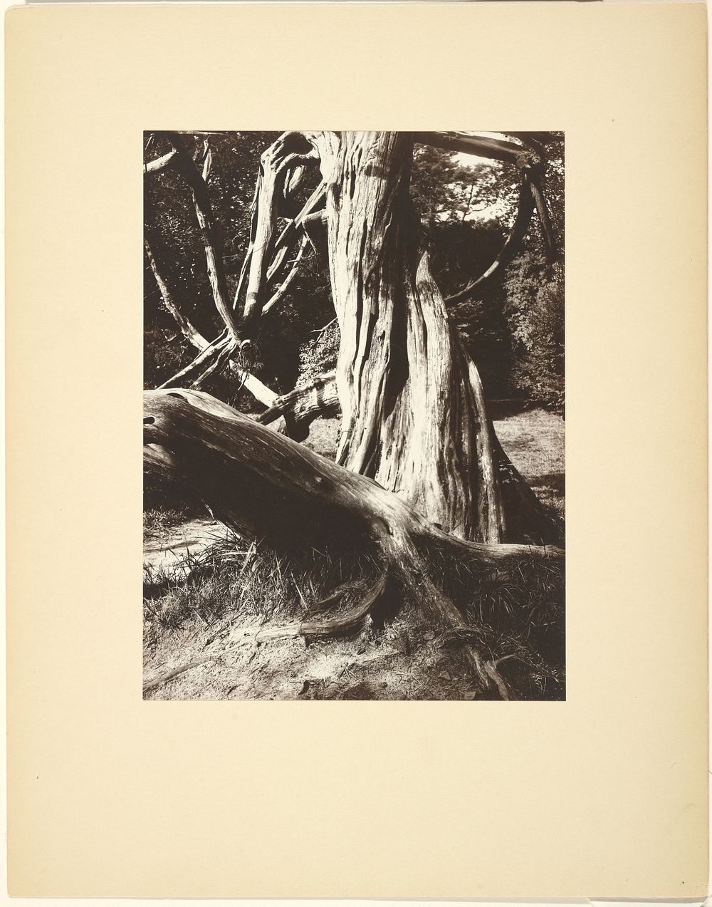 Sapin, Trianon (Pine Tree Trunks at the Trianon) by Eugène Atget