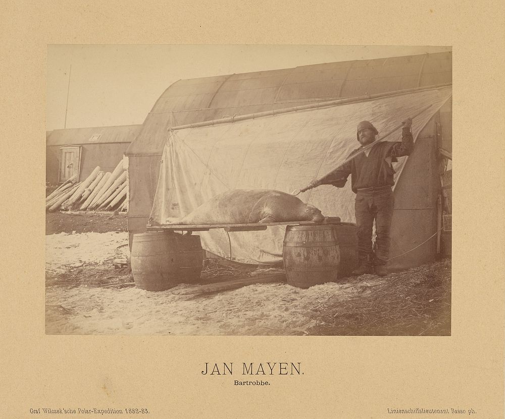 Jan Mayen, Bartrobbe by Linienschiffs Lieutenant Richard Basso