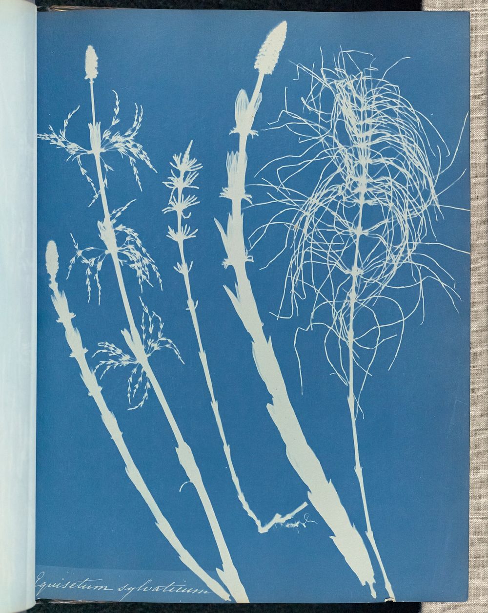 Equisetum sylvaticum by Anna Atkins and Anne Dixon