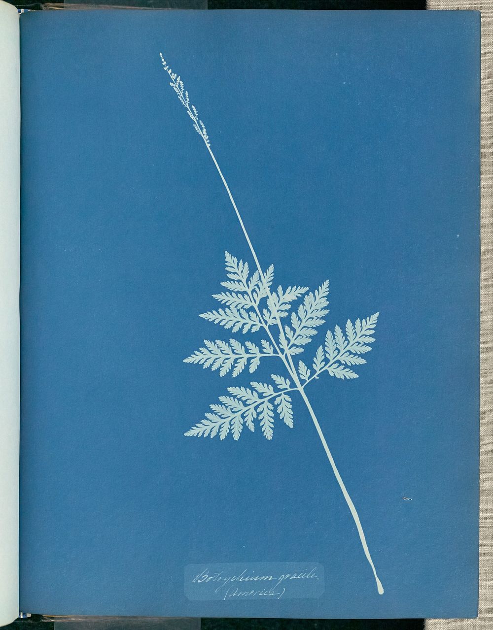 Botrychium gracile, America by Anna Atkins and Anne Dixon