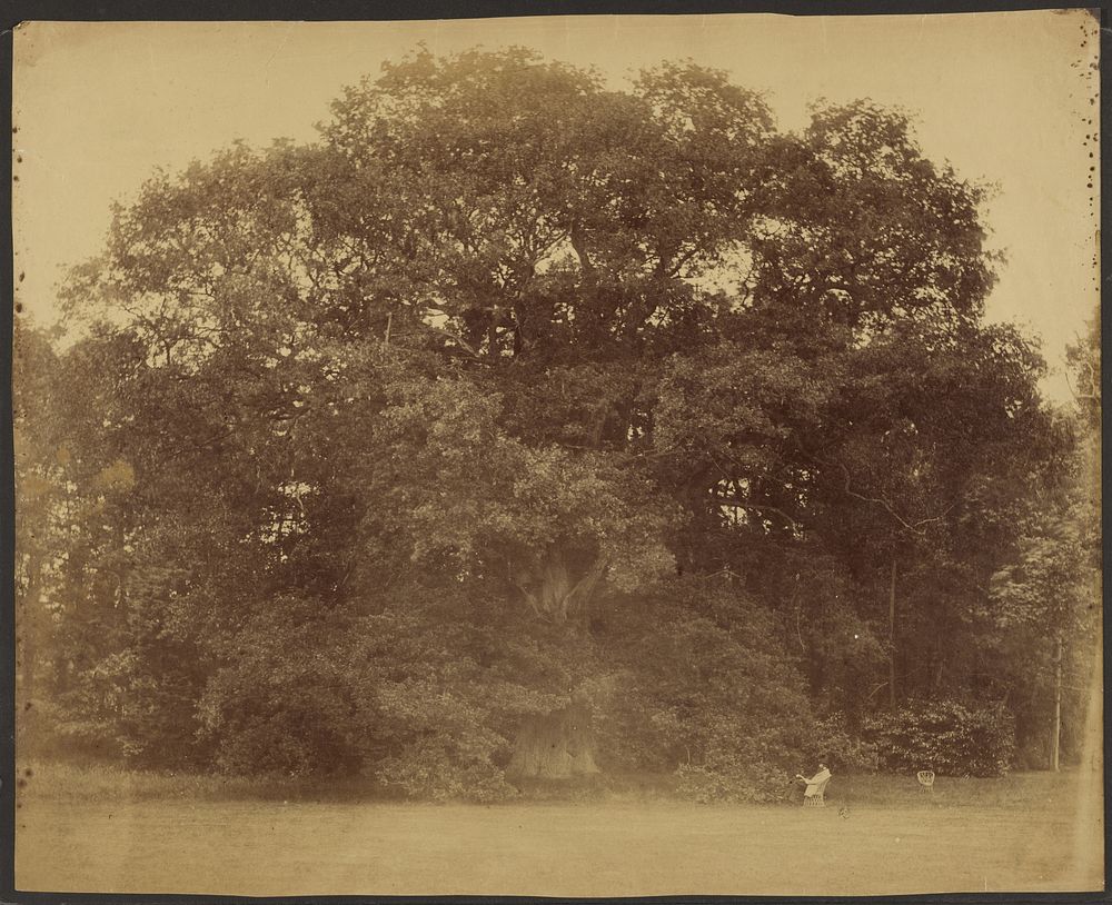 Large oak tree with man seated in cane chair reading by Roger Fenton