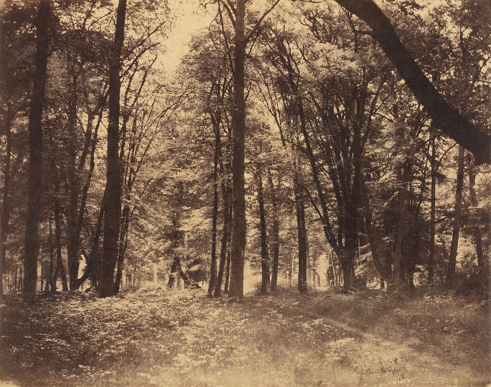 Forest Scene by Gustave Le Gray