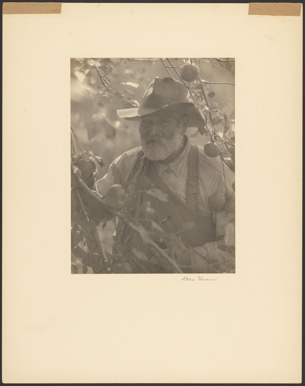 Bearded Man Wearing Hat in Apple Orchard by Doris Ulmann