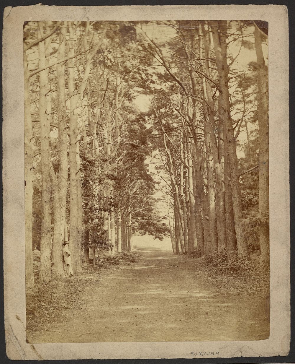 Trees lining a country lane, man in hat leaning against tree to left by John Whistler