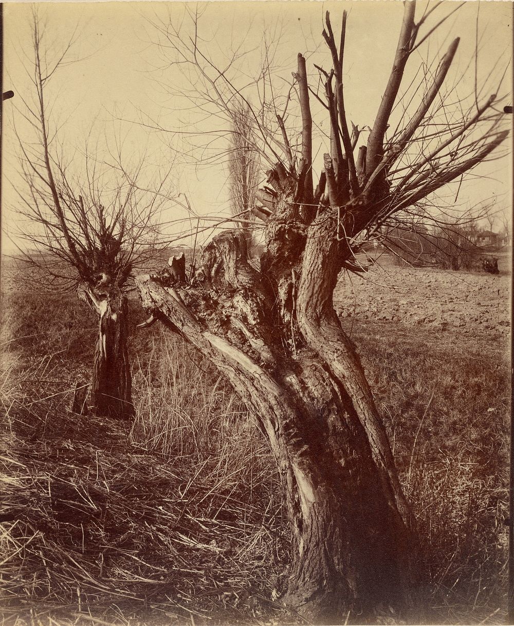 Saules (Willows) by Eugène Atget