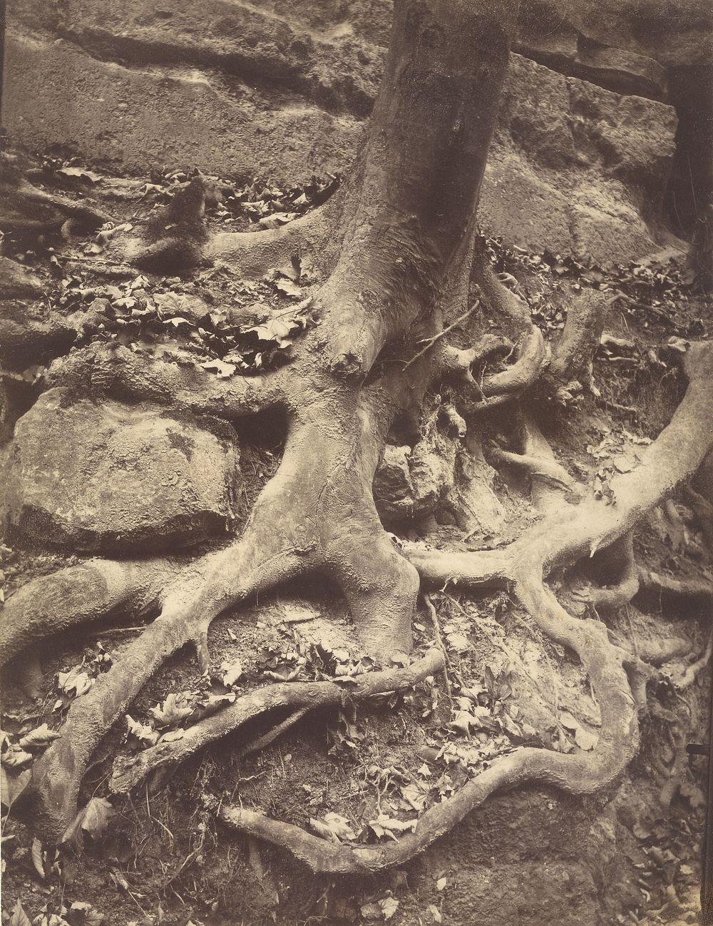 Saint-Cloud, Tree Roots, Saint Cloud Park by Eugène Atget