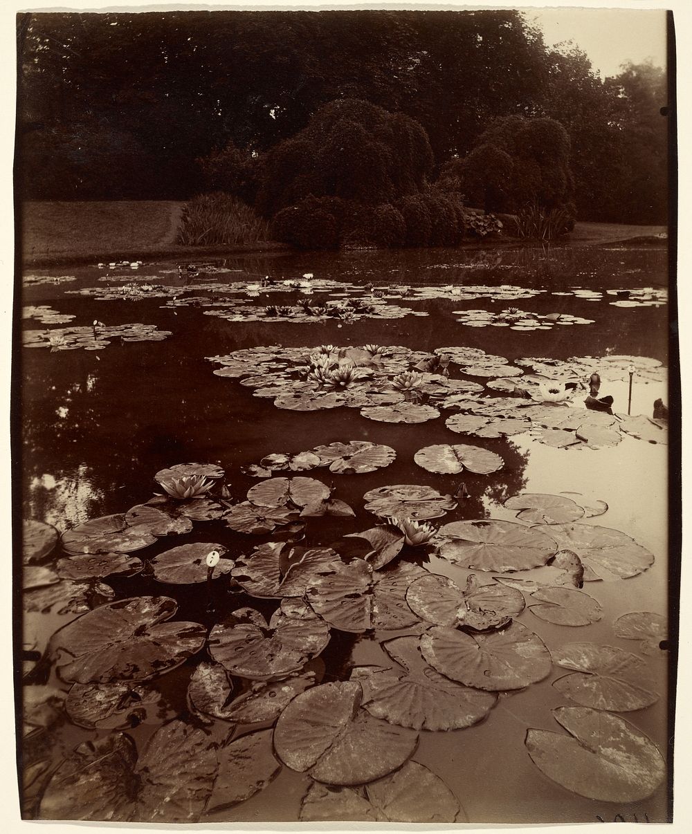 Water Lilies by Eugène Atget