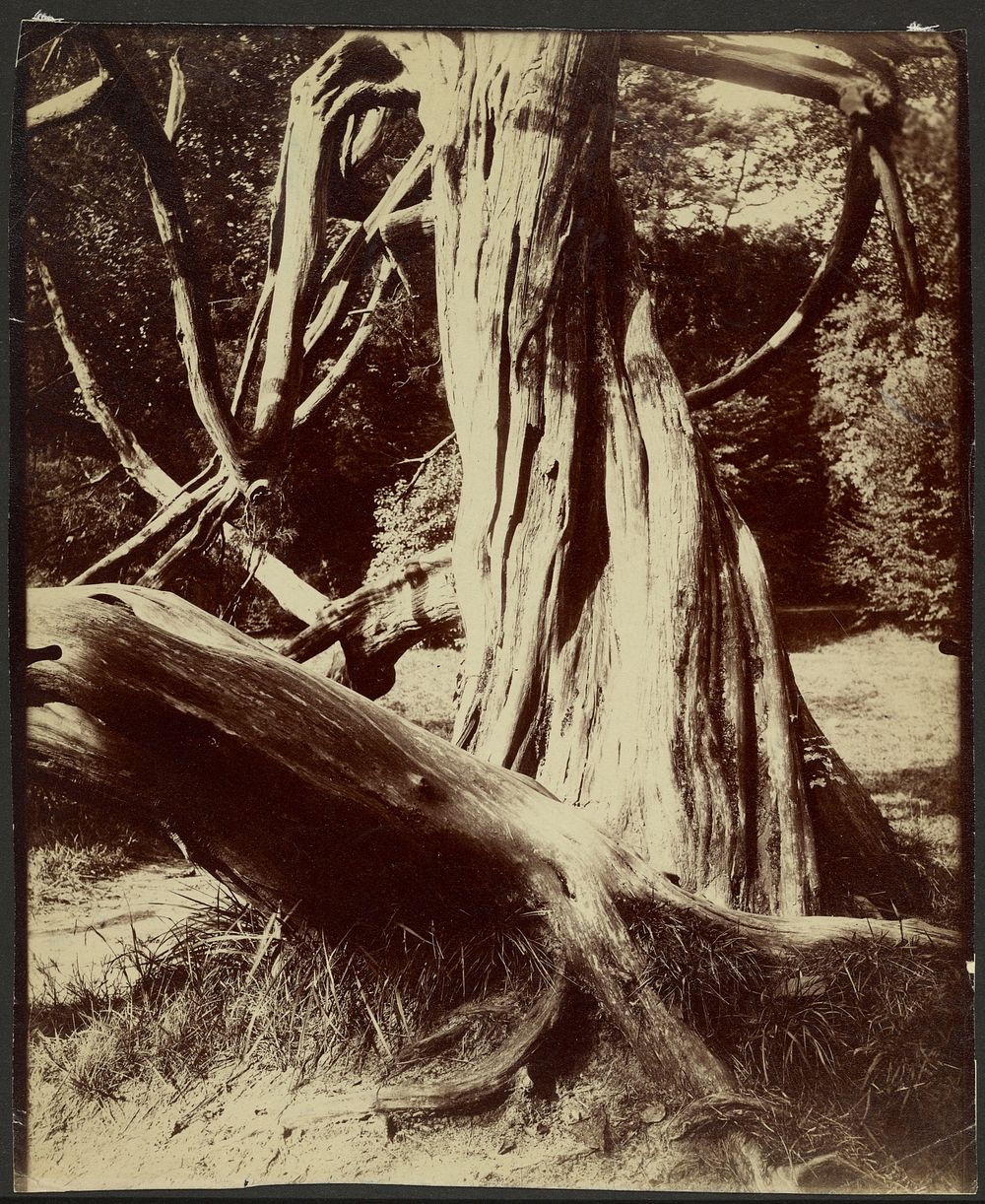 Sapin, Trianon by Eugène Atget
