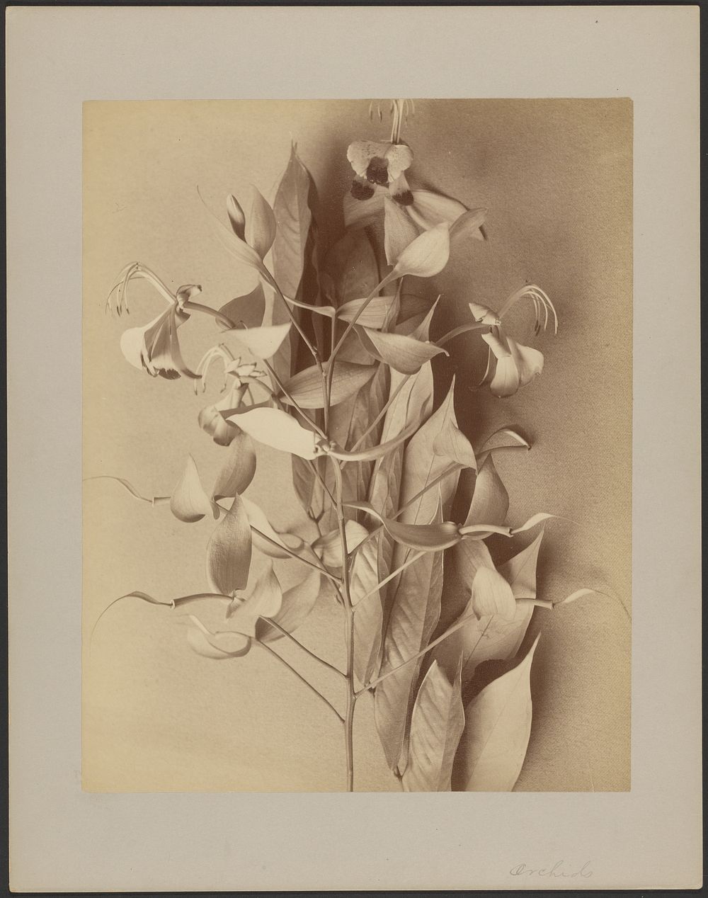 Orchids by William Louis Henry Skeen