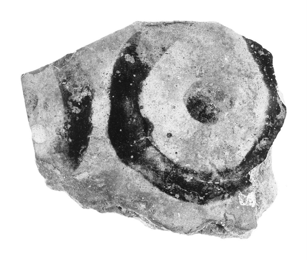 Etruscan Black-Figure Oinochoe Fragment