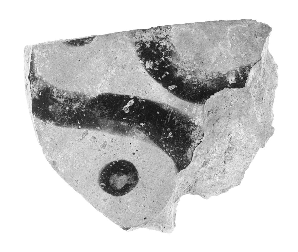Etruscan Black-Figure Oinochoe Fragment