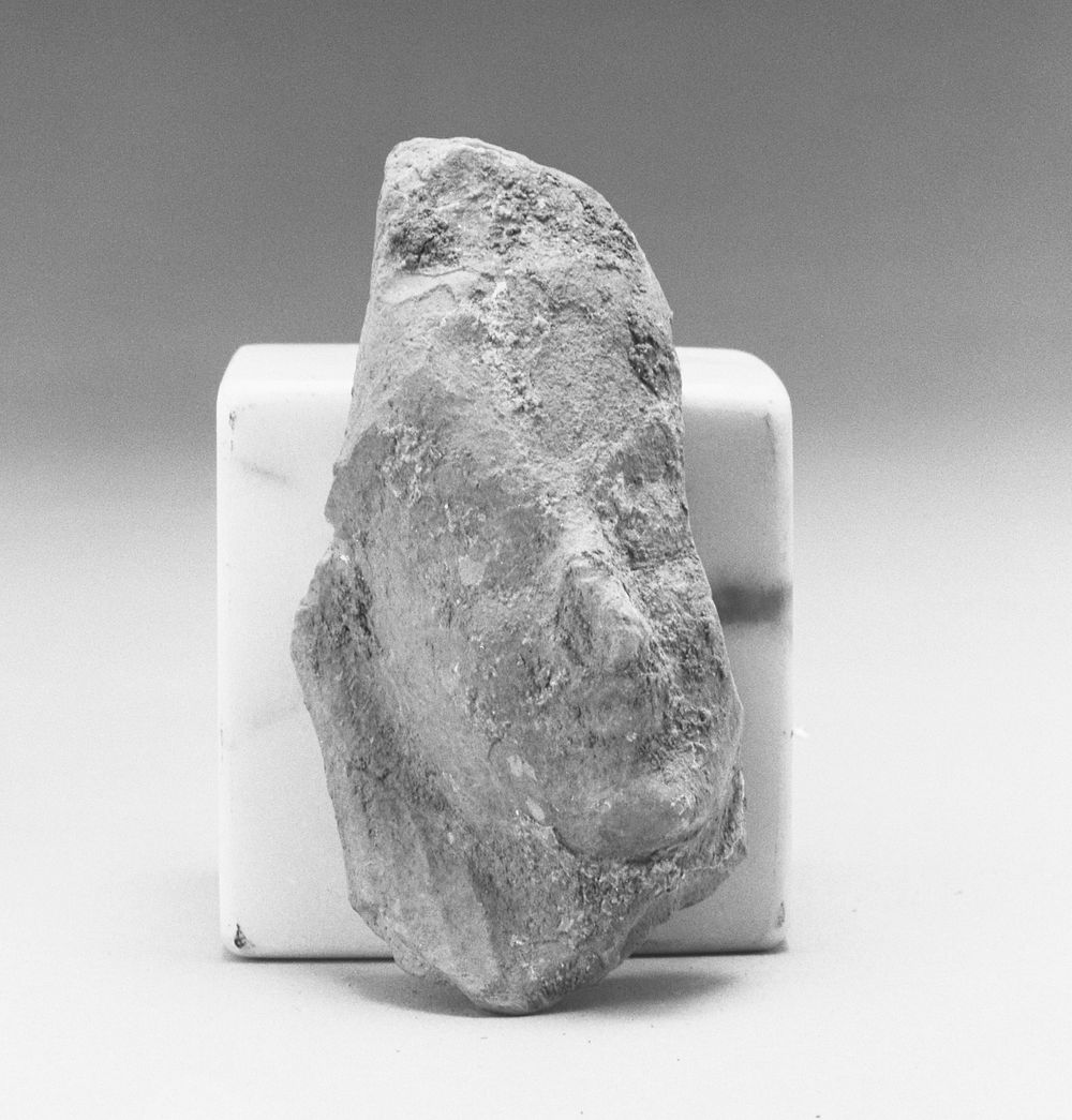 Fragment of a Female Head
