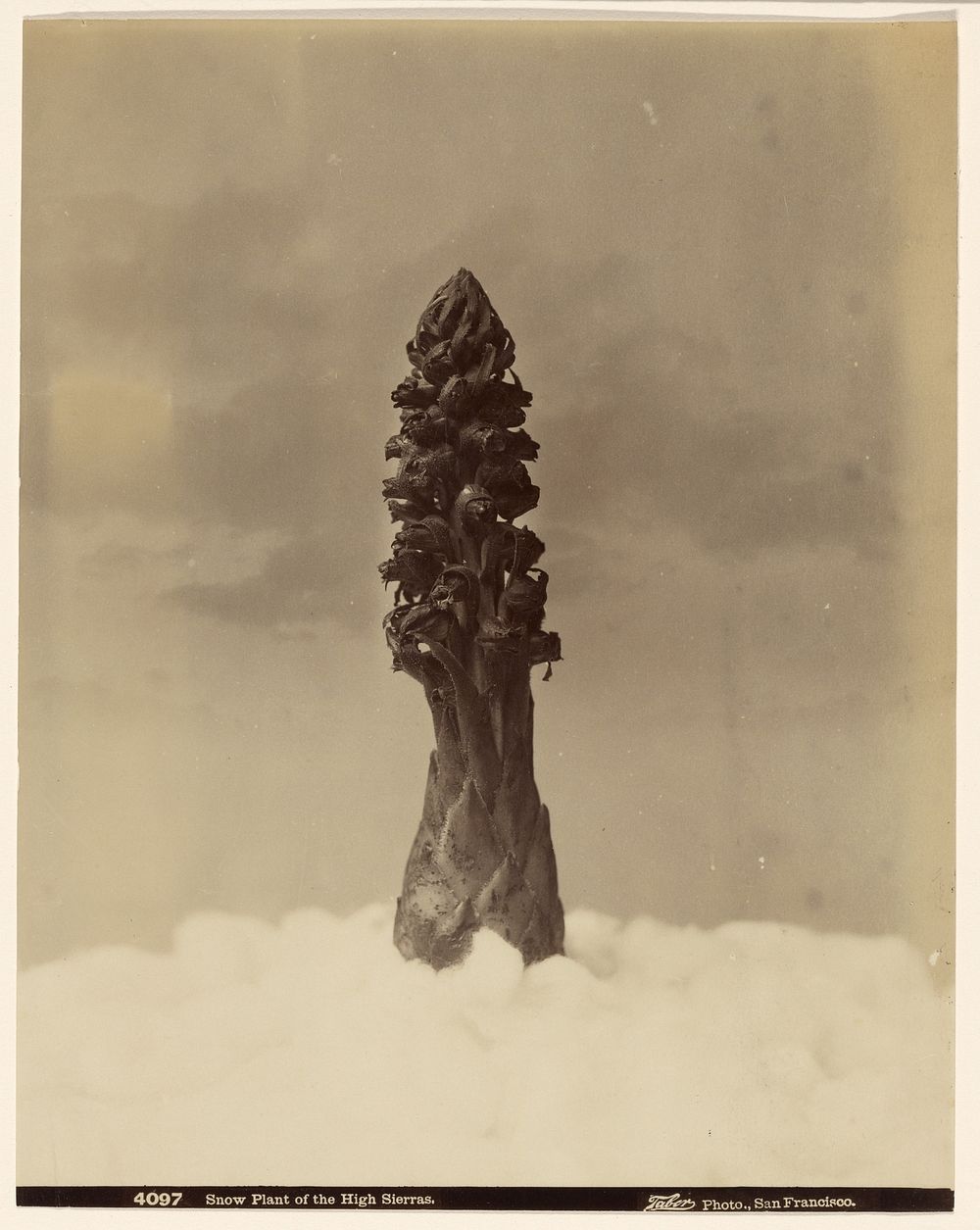 Snow Plant of the High Sierras by I W Taber